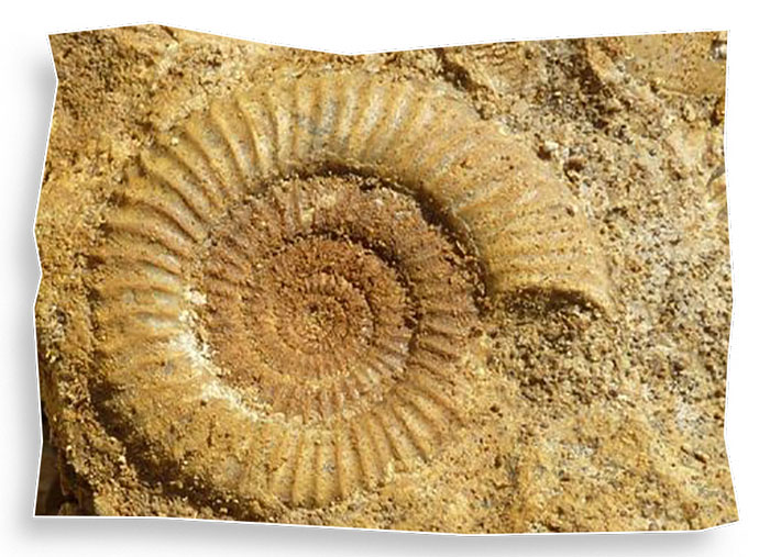 Exploring-Fossil-Sites-and-Desert-Oases