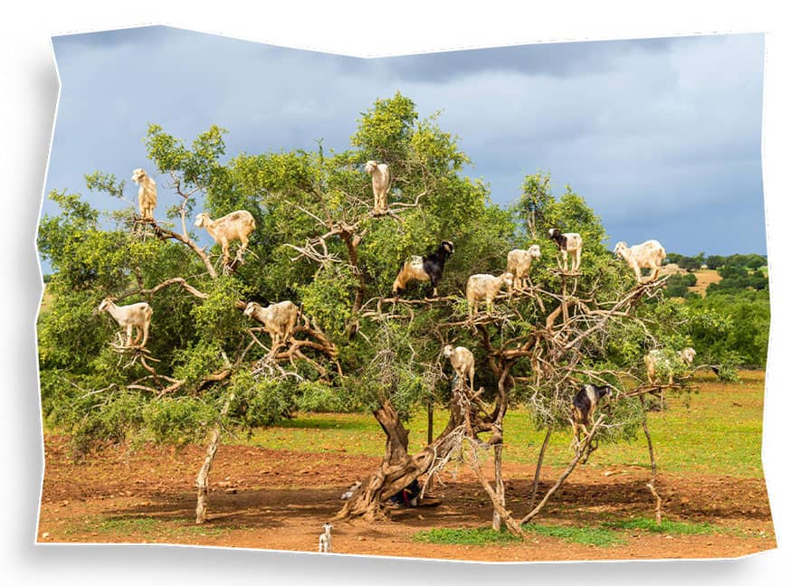 Moroccan olive oil and argan oil