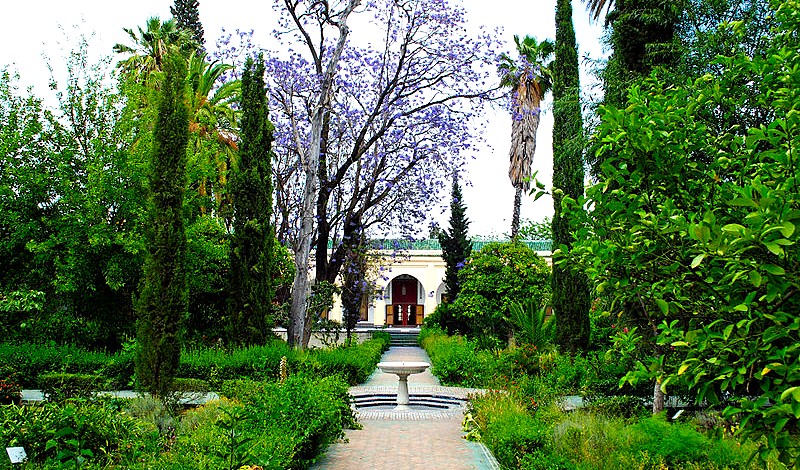 Moroccan olive oil and argan oil