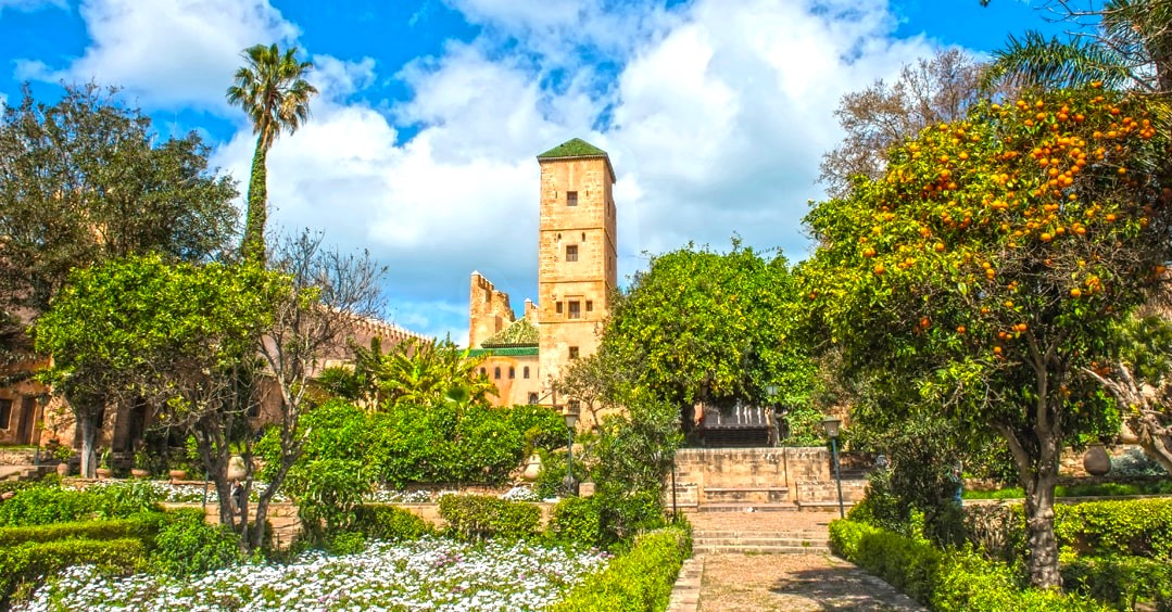 Moroccan olive oil and argan oil