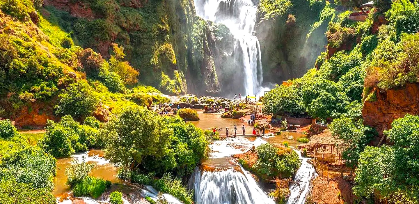 Moroccan olive oil and argan oil