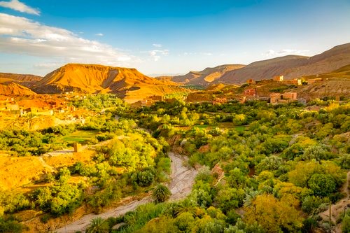 Moroccan olive oil and argan oil