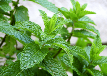 Moroccan Herbal Medicine and Traditional Remedies: Nature’s Ancient Healing Wisdom