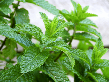 Moroccan Herbal Medicine and Traditional Remedies: Nature’s Ancient Healing Wisdom